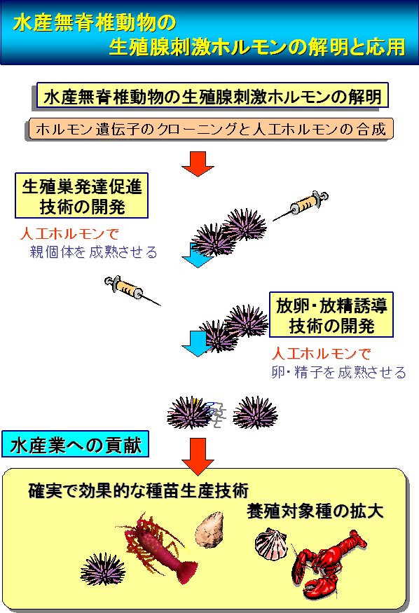 水産無脊椎動物の生殖腺刺激ホルモンの解明と応用