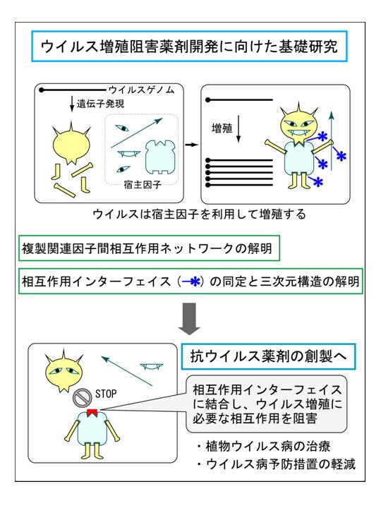 ウイルス増殖阻害薬剤開発に向けた基礎研究