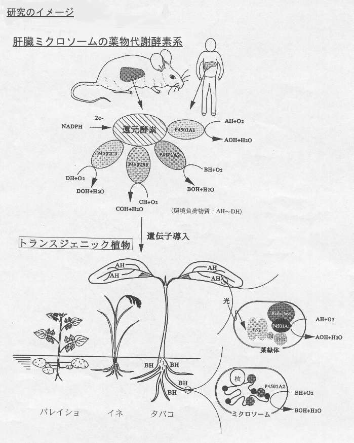 哺乳動物の高度に発達した薬物代謝機能を利用した環境負荷物質の代謝・分解技術の開発