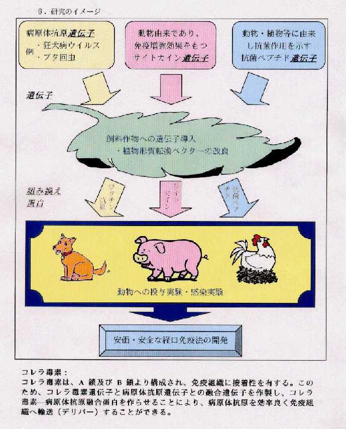 遺伝子導入飼料作物を用いた新しい家畜疾病予防法の開発