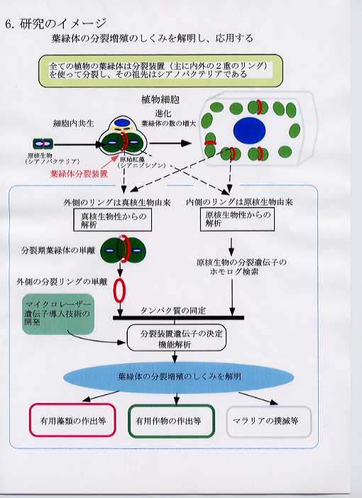 葉緑体の増殖制御技術の開発と応用に関する先導的研究 