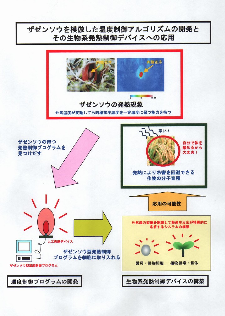 ザゼンソウを模倣した温度制御アルゴリズムの開発とその生物系発熱制御デバイスへの応用