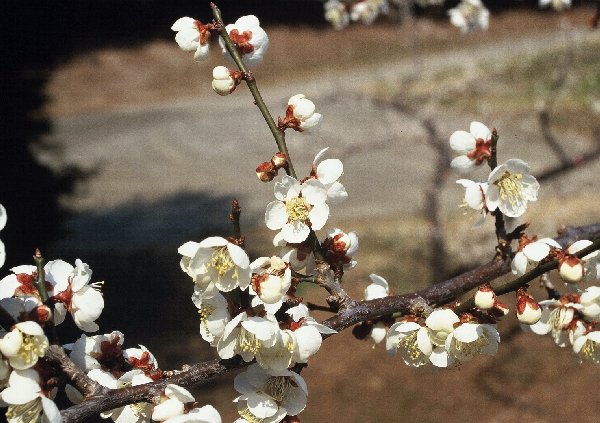 八郎_花