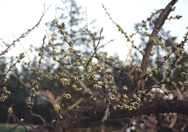 ハニーローザの花