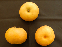 図2「なるみ」の果実