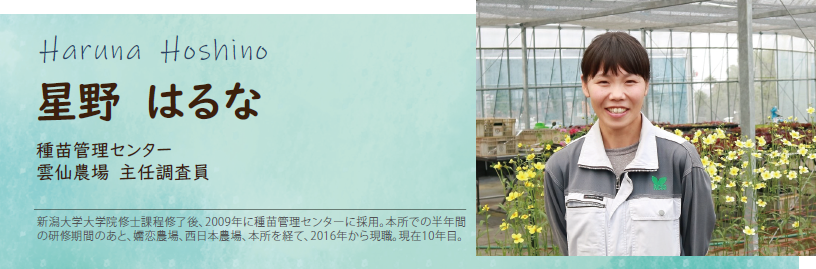 星野 はるな 種苗管理センター 雲仙農場 主任調査員 新潟大学大学院修士課程修了後、2009年に種苗管理センターに採用。本所での半年間の研修期間のあと、嬬恋農場、西日本農場、本所を経て、2016年から現職。現在10年目。