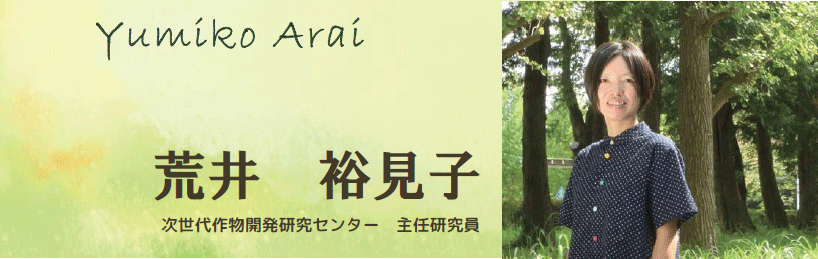 荒井 裕見子 次世代作物開発研究センター 主任研究員