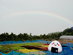 圃場にかかる虹となろりん