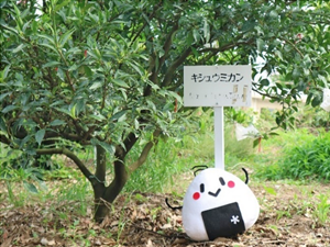 キシュウミカンの木の前でポーズをとるなろりんの写真