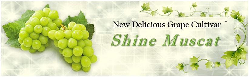 Japanese Takumi No Budou Shine Muscat Grapes Gift Box 500g Approx Momobud