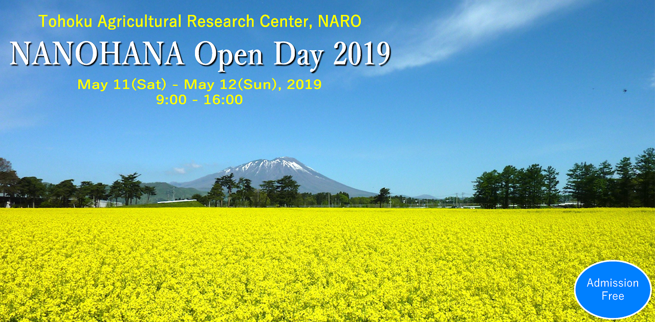 Mt.Iwate beyond the rape blossom fields