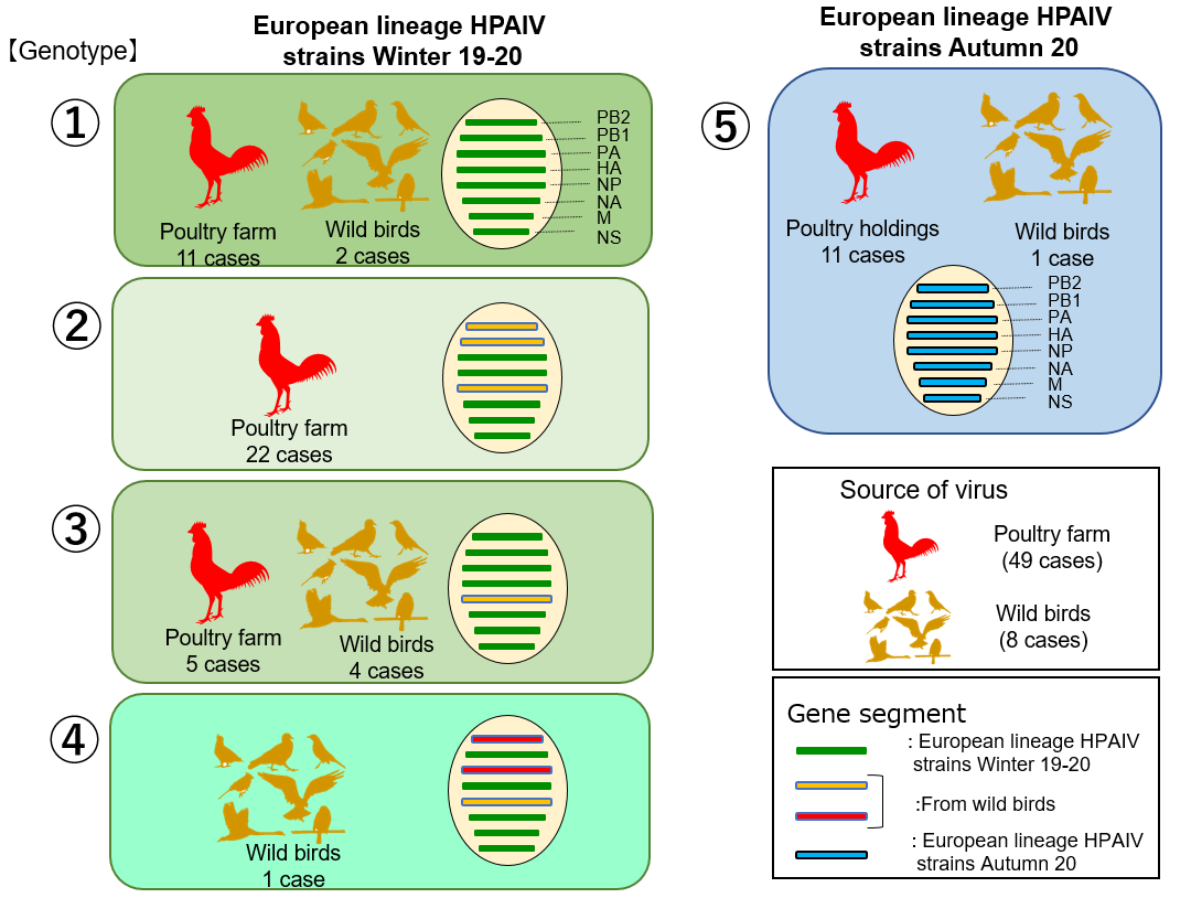 diversity of domestic highly pathogenic avian influenza