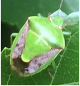 stinkbug1