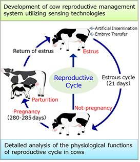 Estrus Cycle in Cows