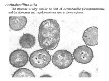 actinoba2.jpg