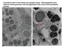 cocci-suzugamo-em.jpg