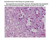 cocci-suzugamo.jpg