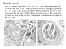 cocci1.jpg