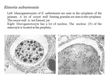 cocci2.jpg