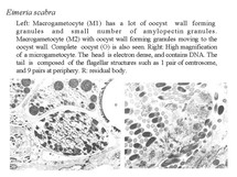 cocci4.jpg