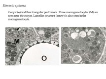 cocci6.jpg