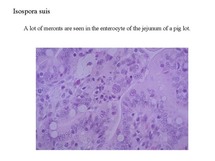 cocci7.jpg