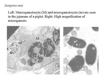 cocci8.jpg