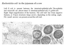 ecoli2.jpg