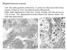 sulfur10.jpg