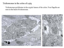 tricho4.jpg