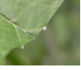 Figure1
