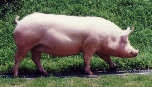 piggenomics