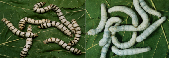 silkworm