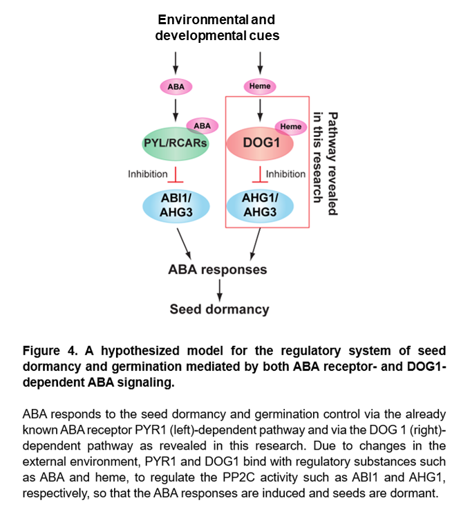 aba-4