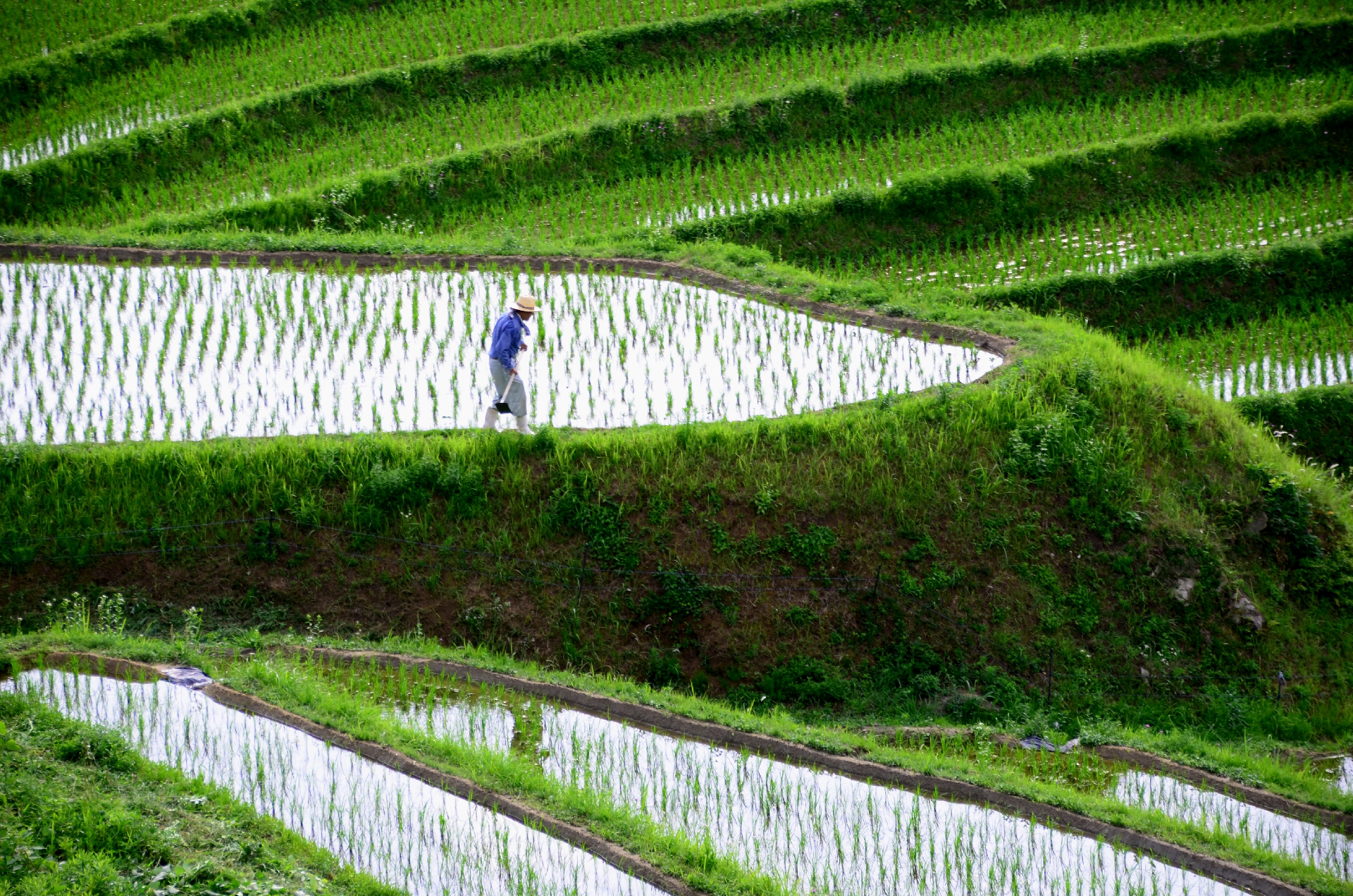 ricegenomics3