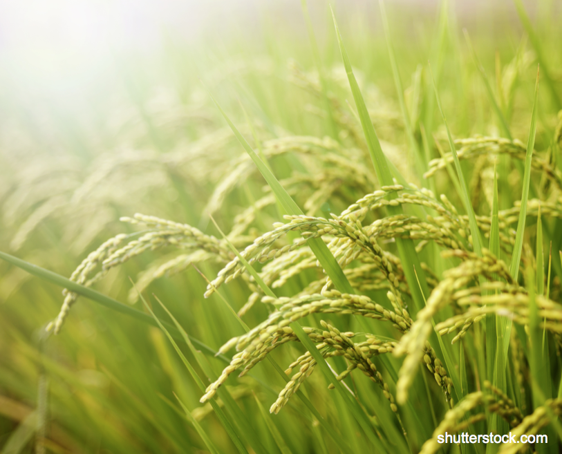 ricegenomics4