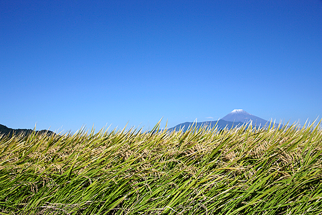 ricegenomics5