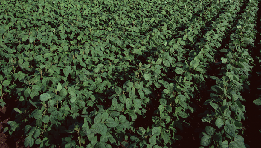 soygenomics2