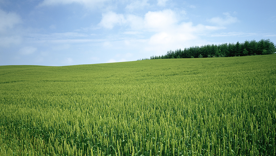 wheatgenomics