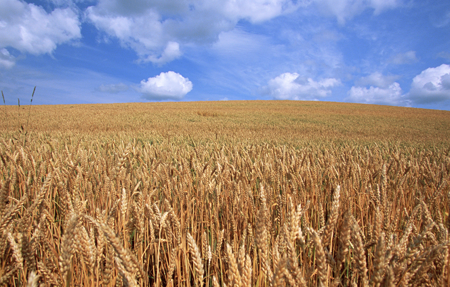 wheatgenomics2
