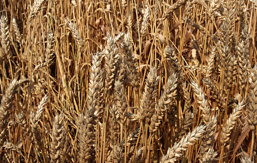 wheatgenomics3