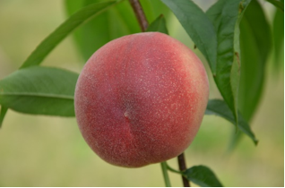 National institute of fruit tree science nifts hiroshima japan
