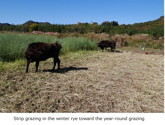 Strip grazing in the winter rye toward the year-round grazing