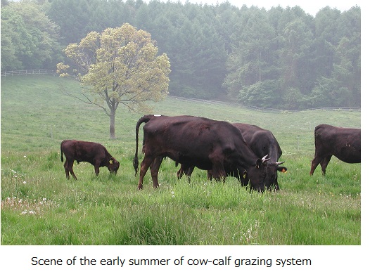 Scene of the early summer of cow-calf grazing system