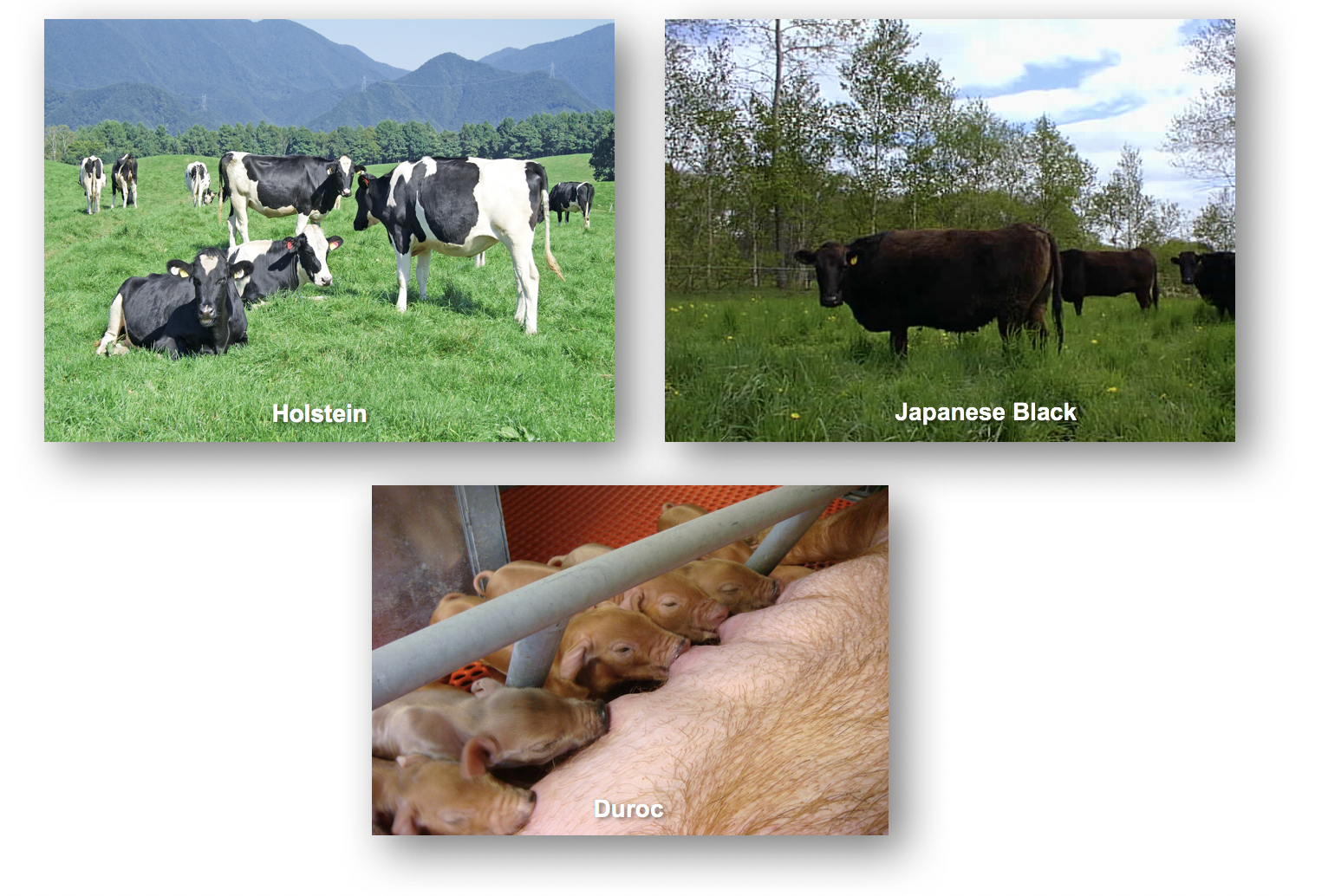 Holstein-Japanese Black, Duroc