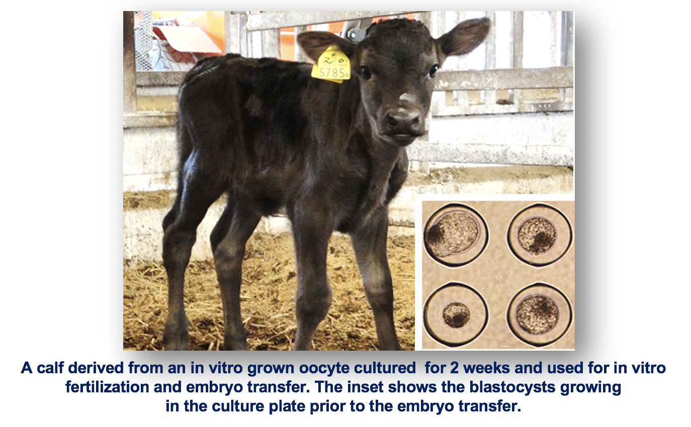 A calf derived from an in vitro grown oocyte cultured for 2 weeks