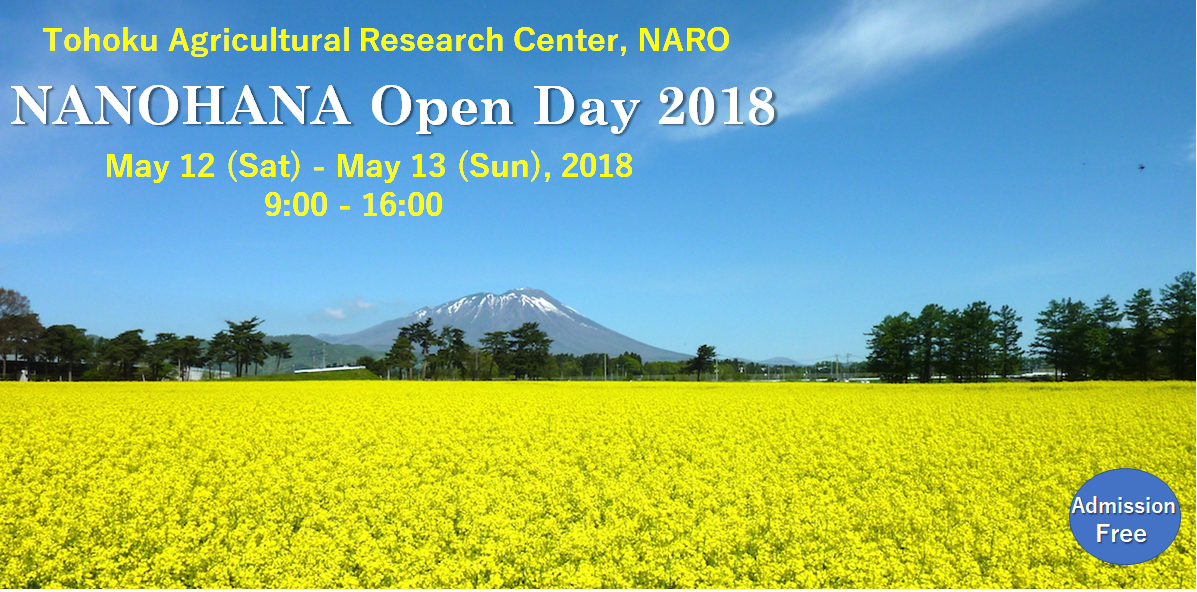 Mt.Iwate beyond the rape blossom fields