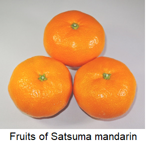 satsuma1