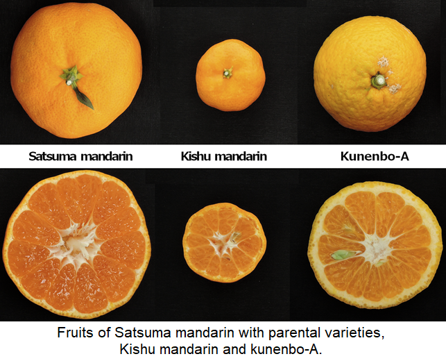 satsuma2