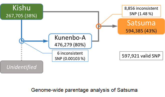 satsuma3